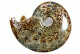 Polished Ammonite (Cleoniceras) Fossil - Madagascar #358409-1